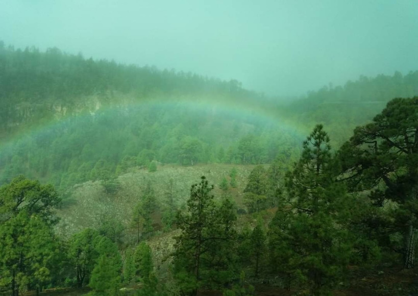 Vacker skog med en regnbåge över