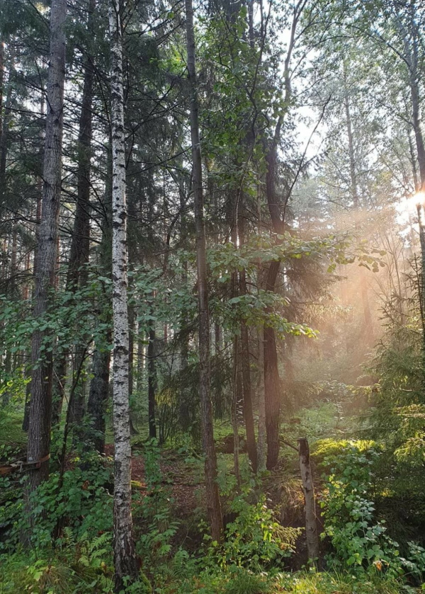 Vacker skog med solen som skiner